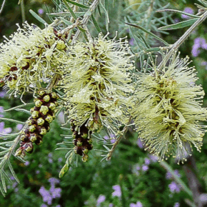 Melaleuca incana 'Seafoam'