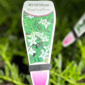 MYOPORUM parvifolium 'Broad Leaf Form'
