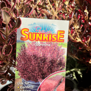 COPROSMA 'Pacific Sunrise'