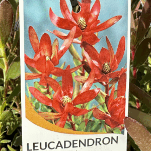 LEUCADENDRON 'Safari Sunset'