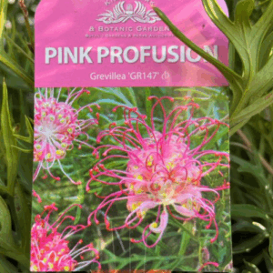 GREVILLEA hybrid 'Pink Profusion'