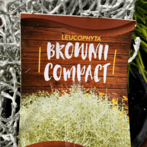 LEUCOPHYTA brownii 'Compact'