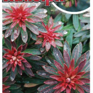 EUPHORBIA ‘Rudolph'
