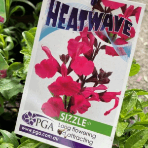 SALVIA ‘Heatwave Sizzle’