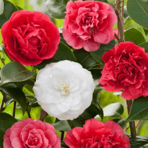 CAMELLIA japonica Varieties
