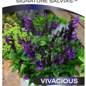 SALVIA 'Vivacious Fisher SS'