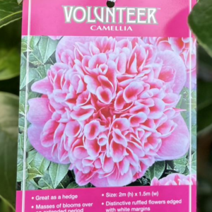 CAMELLIA japonica 'Volunteer'