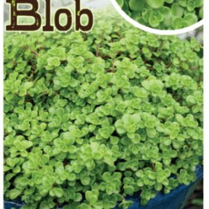 SEDUM 'Green Blob'