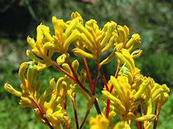 ANIGOZANTHOS flavidus 'Yellow Gem'