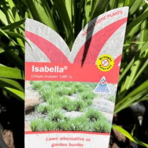 LIRIOPE 'Isabella'