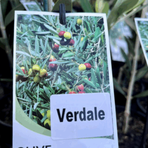 OLEA europaea 'Verdale' (Olive)