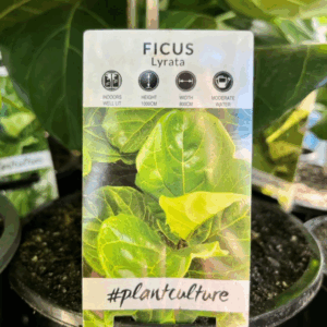 FICUS lyrata 'Fiddle Leaf Fig'
