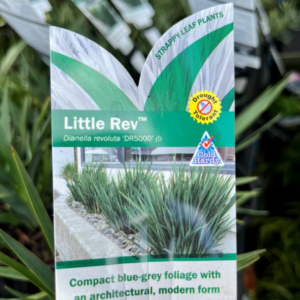 DIANELLA revoluta 'Little Rev' (DR5000)