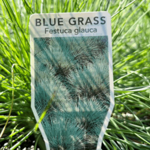 FESTUCA glauca (Blue Grass)