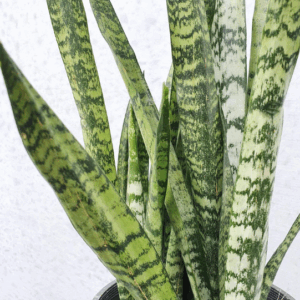 SANSEVIERIA trifasciata 'Robusta' (Green)