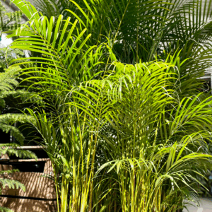 DYPSIS lutescens 'Golden Cane'
