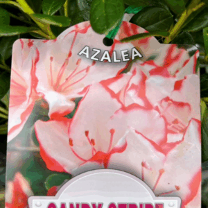 AZALEA indica 'Candy Stripe'