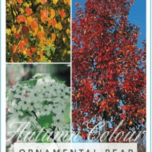 PYRUS Calleryana 'Bradford'