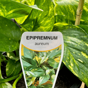 EPIPREMNUM aureum 'Devils Ivy'