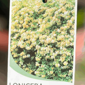 LONICERA japonica (Japanese honeysuckle)
