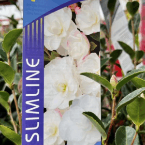 CAMELLIA Paradise 'Slimline Avalanche'