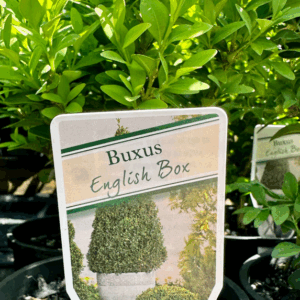 BUXUS sempervirens ‘English Box’