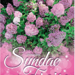 HYDRANGEA ‘Sundae Fraise’