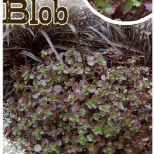SEDUM 'Chocolate Blob'