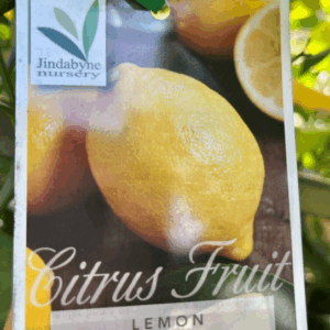 CITRUS Lemon 'Meyer'