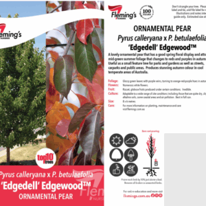 PYRUS 'Edgedell' (Edgewood)