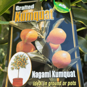 CITRUS Kumquat 'Nagami'