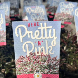 HEBE 'Pretty n Pink'