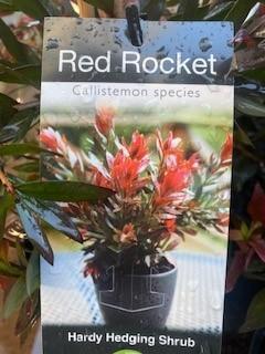 CALLISTEMON hybrid 'Red Rocket'