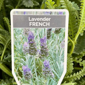 LAVENDER denata (French)