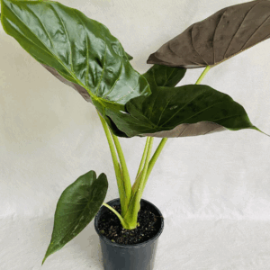 ALOCASIA wentii