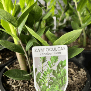 ZAMIOCULCAS zamifolia 'Zanzibar Gem'