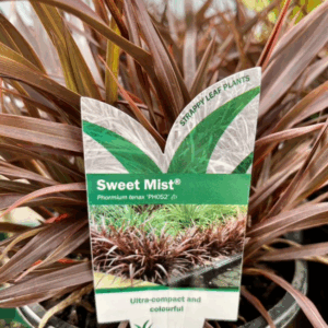 PHORMIUM tenax (PHOS2) 'Sweet Mist'