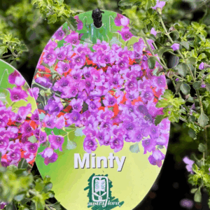 PROSTANTHERA sieberi 'Minty'