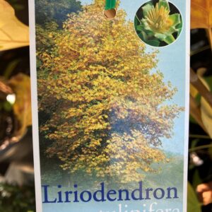 LIRIODENDRON tulipifera