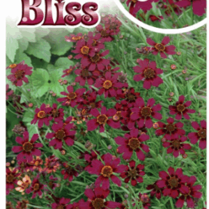 COREOPSIS 'Burgundy Bliss'