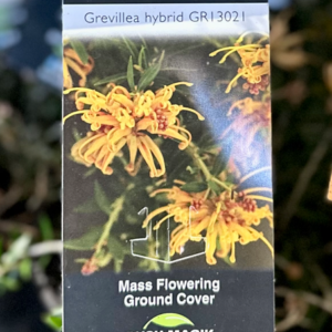 GREVILLEA 'Sunkissed'