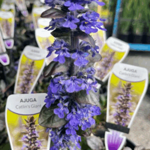 AJUGA reptans 'Catlins Giant'