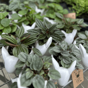 BUNNY & Indoor Plant Ceramic Pot