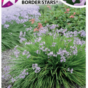 TULBAGHIA 'Starburst'