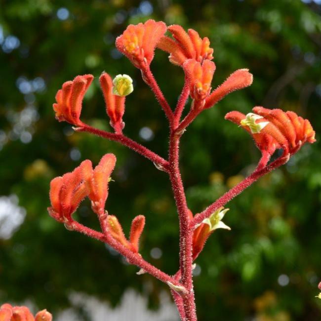 Anigozanthos Kings Park Federation Flame (Kangaroo Paw)