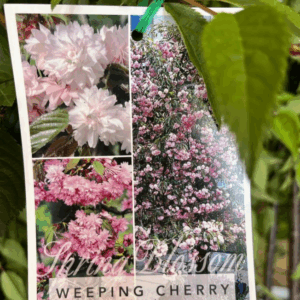 PRUNUS 'Cheals'- Double Pink (Weeping Cherry)