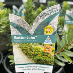 CALLISTEMON 'Better John'