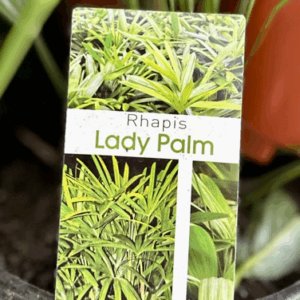 RHAPIS excelsa (Lady Palm)