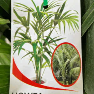 HOWEA forsteriana 'Kentia Palm'