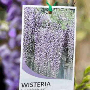WISTERIA floribunda 'Longissima'
